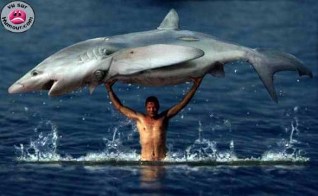 LIMOGES "requin"qué !